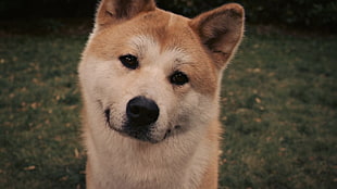 brown and white Shiba Inu shallow focus photography