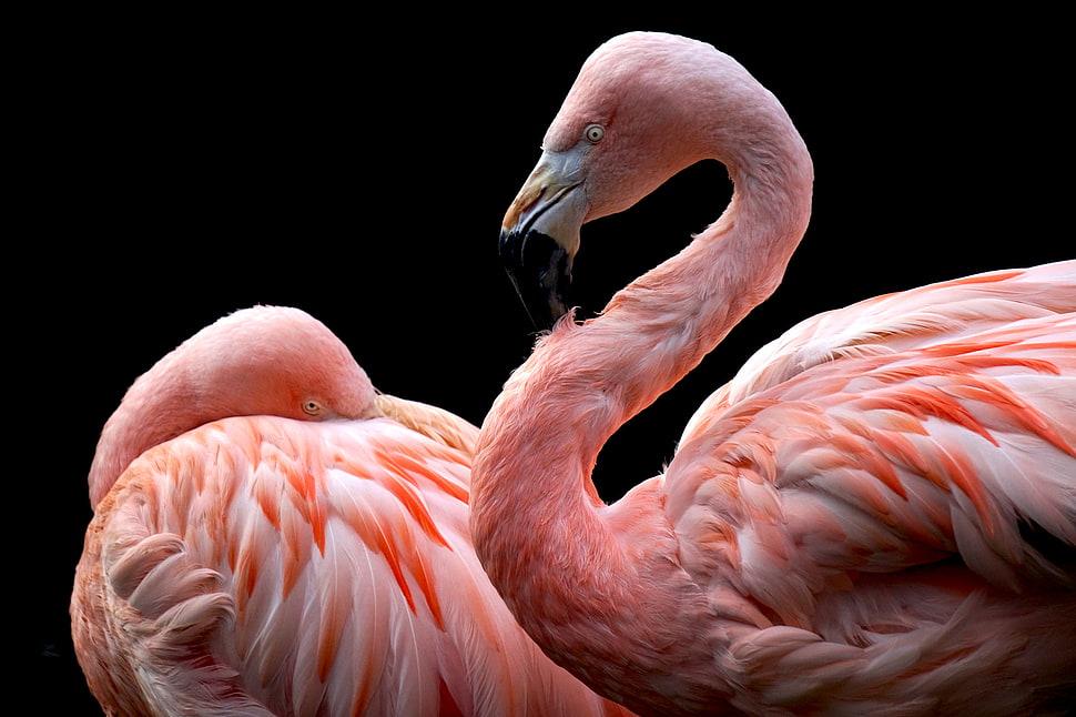 two pink flamingos, animals, flamingos HD wallpaper