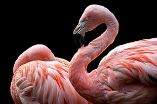 two pink flamingos, animals, flamingos