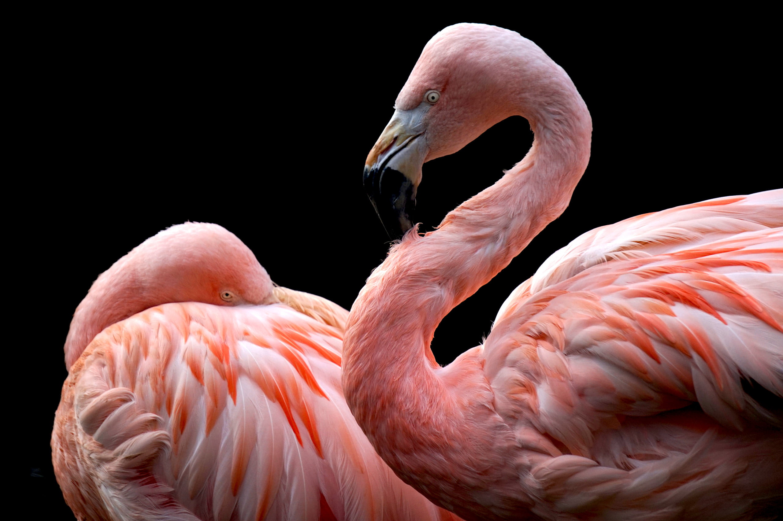 two pink flamingos, animals, flamingos
