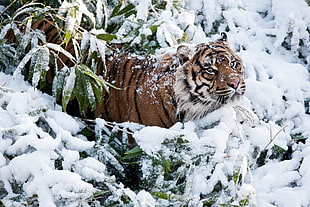 brown and black tiger near plants during winter season