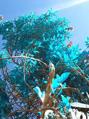 blue leaf plant, flowers, photography, plants, portrait display HD wallpaper