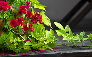 red flowered green leafed plant
