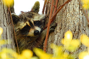 Racoon on tree during daytime