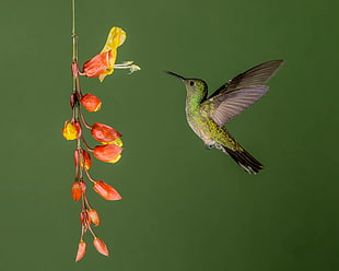 green and black Hummingbird in flight towards yellow and red flower