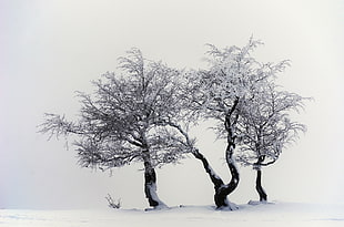 leafless tree cover with snow HD wallpaper