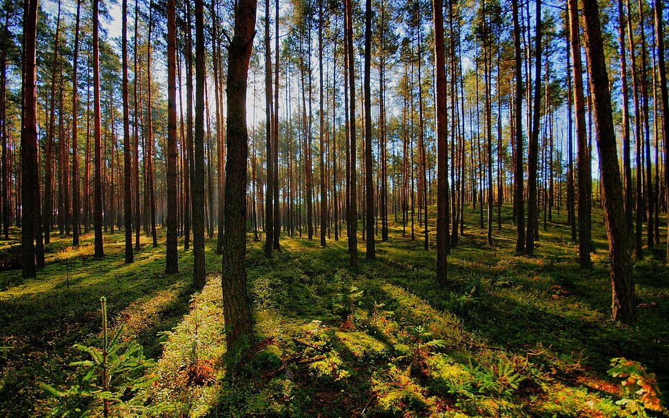 brown leaved trees forest during daytime HD wallpaper