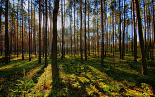 brown leaved trees forest during daytime