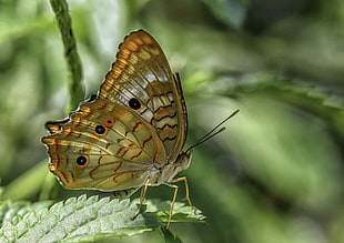 white peacock butterfly perching on green leaf in close-up photography