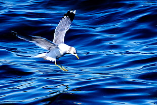 wildlife photography of seagull flying over body of water