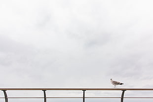 white bird on stainless steel railing