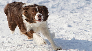 long-coated brown and white dog, dog, Border Collie, animals, snow
