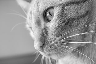 grayscale photography of cat HD wallpaper