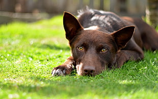 selective focus photo of short coat black dog prone lying on grass field