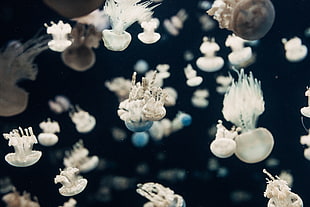 assorted jellyfish photo, jellyfish, sea, water