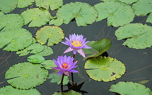 two fully bloomed purple water lily flowers