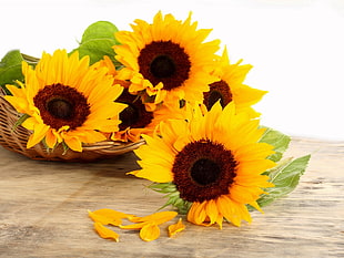 three Sunflower on gray wooden table