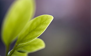 green leaf plant HD wallpaper