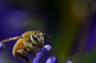 macro photography of bee on purple flower, honey bee, aquilegia