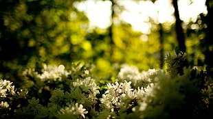white flowers, nature, flowers, blurred, white flowers HD wallpaper