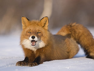 brown fox near brown surface
