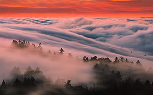 foggy forest, nature, landscape, mist, forest HD wallpaper