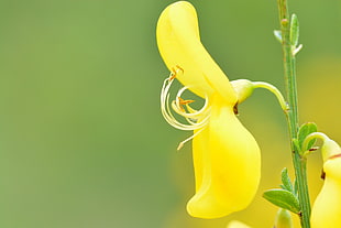 shallow focus photo of yellow petaled flower