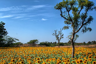 photo of sunflower field surrounded with trees during daytime HD wallpaper