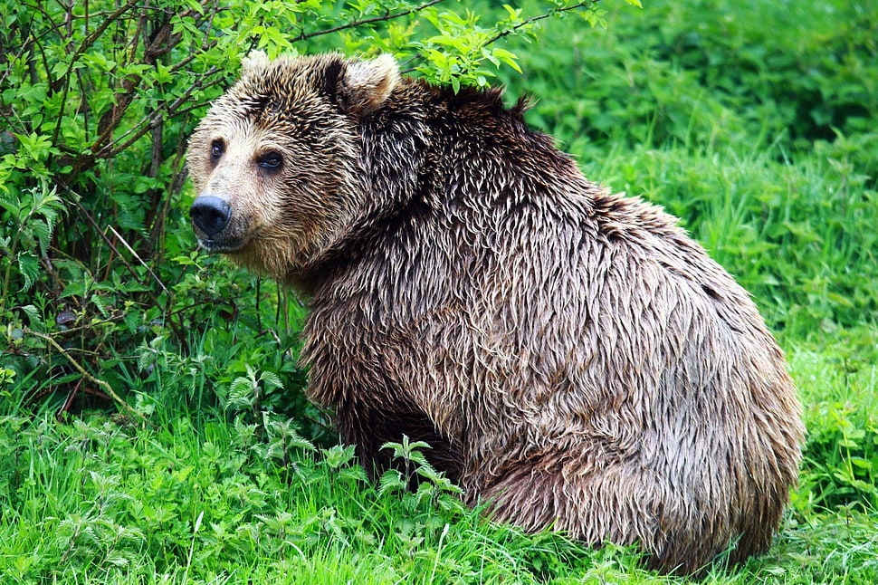brown and beige bear HD wallpaper