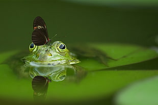 frog, butterfly, pond, mirroring HD wallpaper