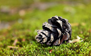 brown pine cone