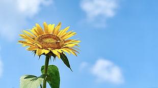 low angle photography of yellow Sunflower HD wallpaper