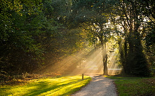 park with sunlight during sunrise, rays HD wallpaper