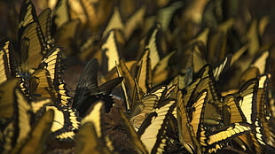 Wildlife photography of brown butterflies HD wallpaper