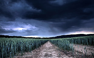 green field during black cloudy sky