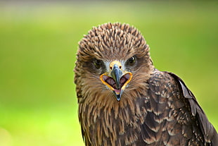 focus photography of brown eagle
