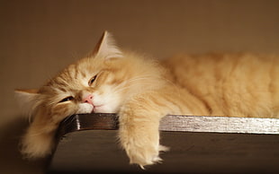 orange tabby cat lying on wooden panel