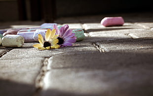 yellow and purple daisy flower buds on floor