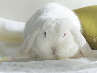 Rabbit lying on white textile