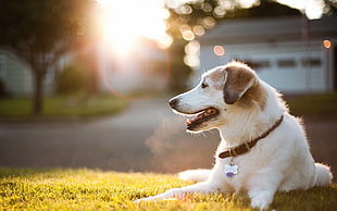 long-coated white dog, animals, dog, grass, sunlight