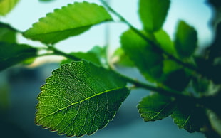 green cordate leaf plant HD wallpaper