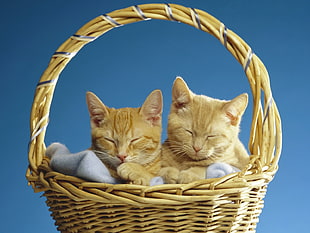 basket of two orange tabby kittens