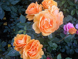 orange and purple rose flowers