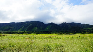 green grass, Hawaii, Maui, tropical forest, tropics