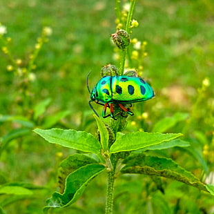 green and black spotted leaf beetle, nature, insect, Sri Lanka