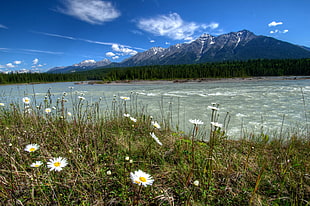 white Daisies beside river near mountain at daytime