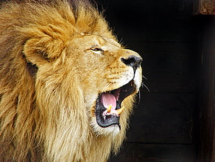Roaring Lion HD wallpaper
