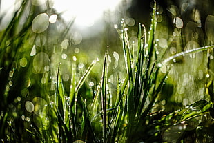 dew on green grass close-up photography