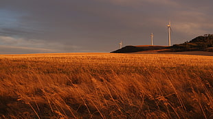 grass field overlooking windmills under blue sky