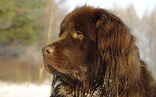 brown Newfoundland Dog